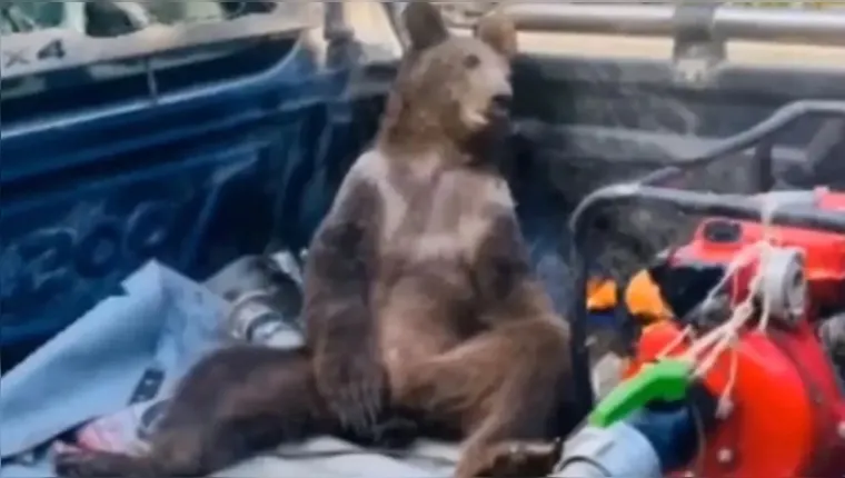 Imagem ilustrativa da notícia Vídeo: urso é resgatado após comer mel alucinógeno