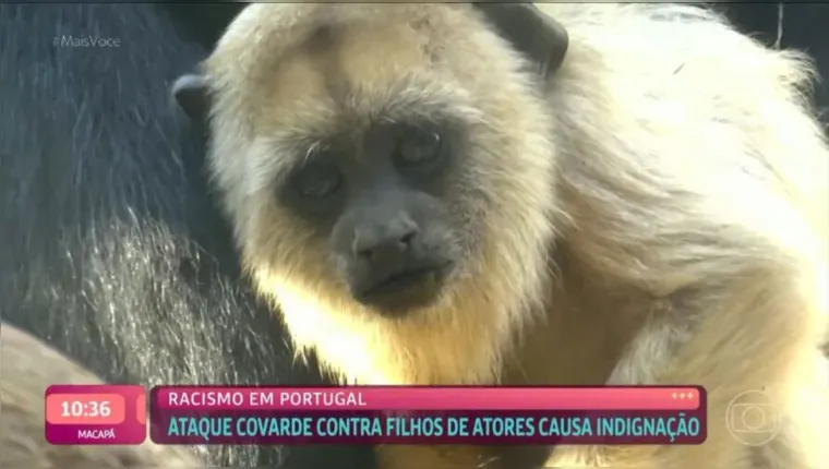 Imagem ilustrativa da notícia Mais Você exibe macaco ao abordar caso de filhos de atores