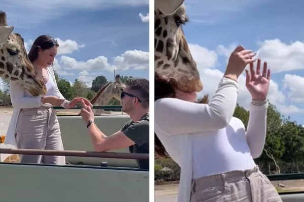 Mulher leva cabeçada de girafa durante pedido de casamento