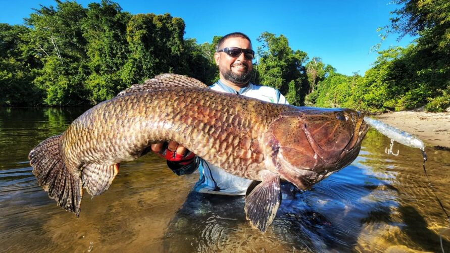 Maior trairão do mundo foi pescado em rio no Pará.