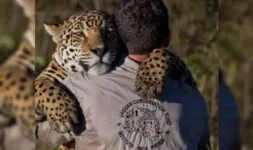 Imagem ilustrativa da notícia Instituto Onça-pintada é multado por morte de 72 animais