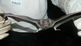 Morcegos hematófagos são um dos transmissores mais comuns da raiva