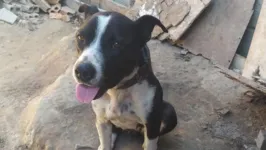 A cadela Pandora vai ficar em um lar temporário após a prisão do seu tutor.