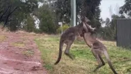 Imagem ilustrativa da notícia Porradal: vídeo mostra cangurus trocando socos; assista!