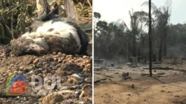 Aldeia indígena foi consumida pelo fogo