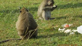 Foram flagrados macacos tanto fêmeas quanto machos, de diferentes idades, esfregando pedras em seus genitais para a masturbação.