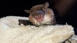 Morcegos são um alerta para a saúde humana