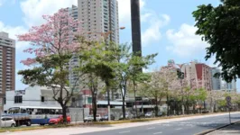 Em Belém, os ipês podem ser encontrados ao longo do canteiro central da avenida Almirante Barroso