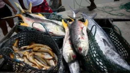 Peixes e camarões: consumo proibido em cidades marajoaras por risco à saúde