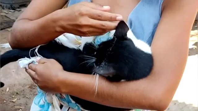 Imagem ilustrativa da notícia Vídeo: homem é preso após agredir gata prenha no Pará