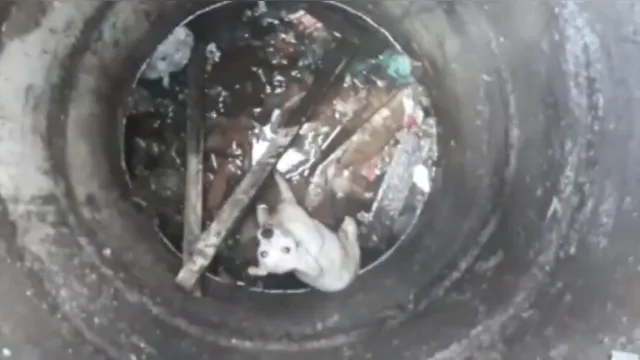 Imagem ilustrativa da notícia Vídeo: cachorro é resgatado após cair em bueiro em Belém