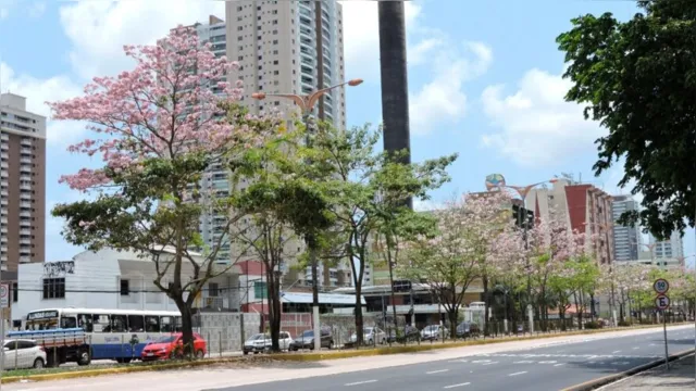 Imagem ilustrativa da notícia Fotos: Ipês florescem e colorem parques e avenidas em Belém