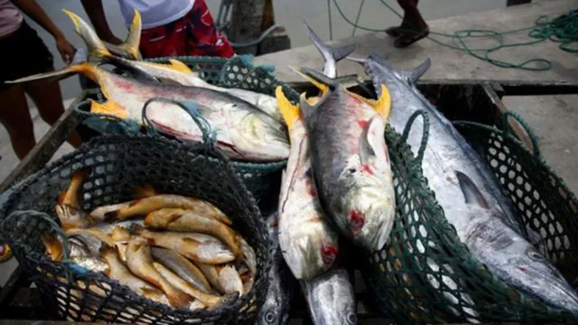 Imagem ilustrativa da notícia Cidades
do Marajó proíbem consumo de peixe e camarão