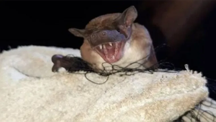 Imagem ilustrativa da notícia Morcegos sugadores de sangue atacam em garimpos no Pará