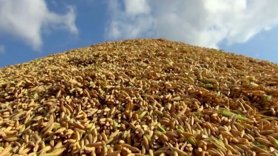 Imagem ilustrativa da notícia: DOLPlay: Conheça a cadeia produtiva do milho no Pará