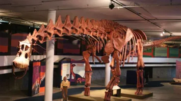 Descoberta do patagotitan é de 2014, na província argentina de Chubut.