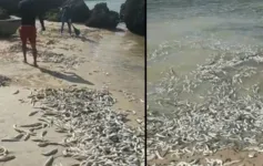 A causa do incidente, que pode ser natural ou crime ambiental, ainda não foi esclarecida