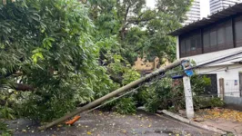 Imagem ilustrativa da notícia Vídeo: chuva forte derruba árvore em avenida de Belém