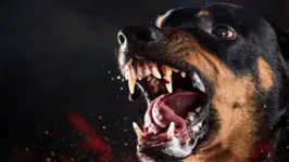 Cão da raça rottweiler