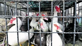 O pato vivo é encontrado no Ver-o-Peso entre R$ 70 e R$ 100. Já o congelado é vendido nos supermercados por R$ 30 o quilo