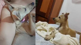 O cãozinho caramelo de 7 meses fugiu de casa na última quinta-feira (06).