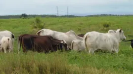 Marabá é o grande destaque do levantamento no que se refere à pecuária bovina nacional