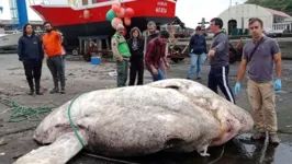 Animal pesa 2.700 quilogramas foi encontrado morto na costa da Ilha do Faial, nos Açores