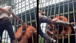Imagem ilustrativa da notícia Vídeo: turista é atacado por orangotango em zoológico 