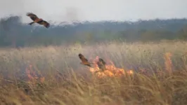 Milhafres-pretos sobrevoam área que, segundo observações, foi incendiada por eles.