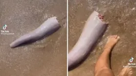 Imagem ilustrativa da notícia Vídeo: banhista se assusta ao achar pênis de baleia na praia