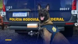 "Barack", de apenas 8 anos, morreu após ser diagnosticado com leishmaniose.