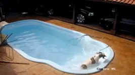 Momento em que a pitbull Athena salva o filhote que caiu em piscina de casa.