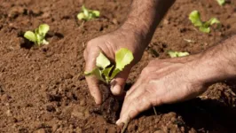 Crédito a pequenos produtores rurais para cultivo sustentável é disponibilizado pelo Banco da Amazônia.