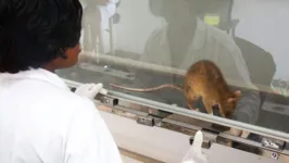 Cientistas conseguiu implantar células cerebrais humanas em ratos jovens para estudar melhor distúrbios psiquiátricos.