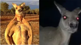 Os ataques de cangurus são raros na Austrália