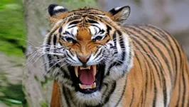 O macho, chamado de “Conflict Tiger” ou “CT-1”, de 5 anos, foi tranquilizado e capturado.
