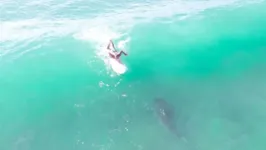 Enorme tubarão-tigre flagrado sob surfista no Havaí.