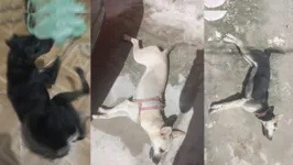 Os animais morreram apresentando os mesmos sintomas em menos de 24 horas.