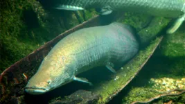 O pirarucu (Arapaima gigas) é um dos maiores peixes de água doce do planeta