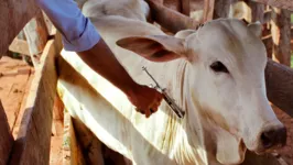 Pará tem cadastrado o número de 25.393,591 milhões de cabeças de gado