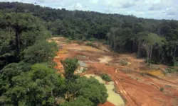 Imagem ilustrativa da notícia PF e Ibama descobrem garimpo ilegal em Altamira