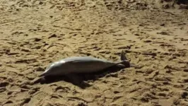 Os animais foram encontrados encalhados na praia de Martim de Sá, em Caraguatatuba