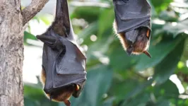 Imagem ilustrativa da notícia Vírus similar a Covid é descoberto em morcegos