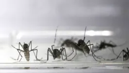 Mosquitos infectados com bactéria Wolbachia foi capaz de reduzir casos de dengue  e chikungunya no RJ.