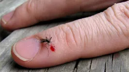 Imagem ilustrativa da notícia Pesquisa mostra que algumas pessoas são "ímãs de mosquito"