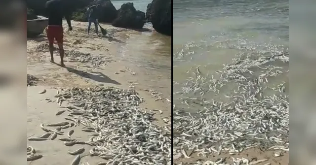 Imagem ilustrativa da notícia Mistério: centenas de peixes aparecem mortos no Marajó
