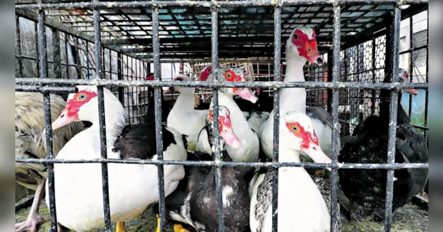 Imagem ilustrativa da notícia Pato do almoço do Círio está sendo vendido por até R$ 100