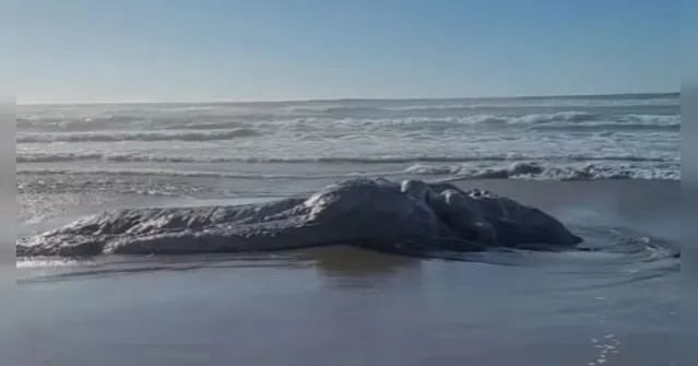 Imagem ilustrativa da notícia ‘Monstro Marinho’ gigante é encontrado em Praia no EUA