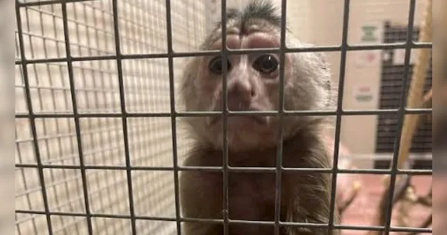 Imagem ilustrativa da notícia Soldados russos comeram animais de zoológico na Ucrânia 