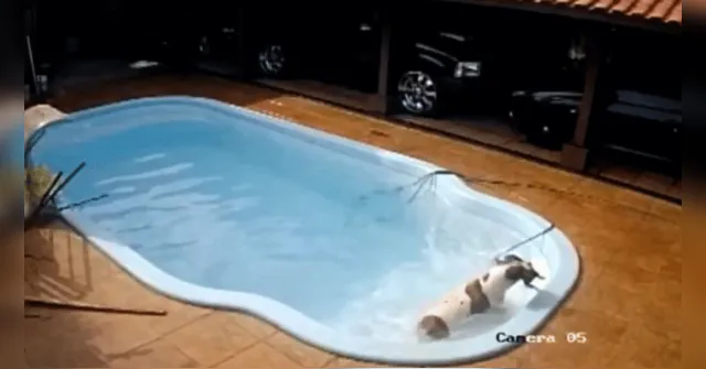 Imagem ilustrativa da notícia Vídeo: Pitbull salva chihuahua que caiu na piscina
